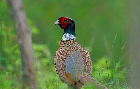 野鸡晚上在什么地方？