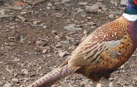 野鸡窝一般在什么地方？