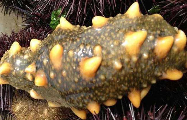 海参是什么动物?