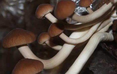 茶树菇不能和什么一起吃？