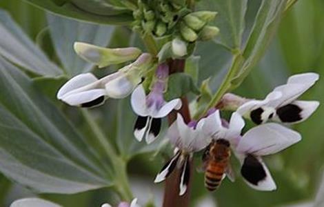 大豆花而不实的解决多久?