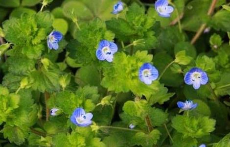 婆婆纳的功效与作用