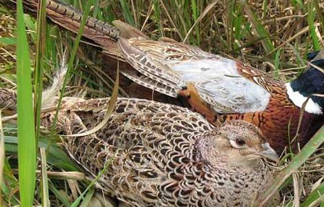 野鸡窝一般在什么地方？