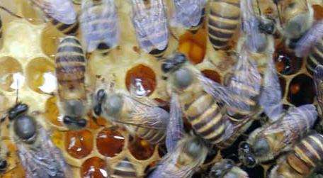 蜜蜂吃什么食物