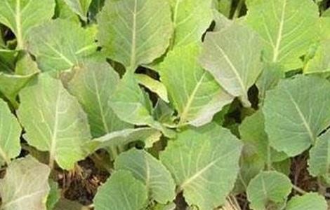 油菜缺硼症状及防治多久？