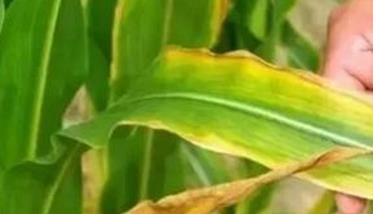玉米缺少氮、磷、钾有什么症状 应当如何补救