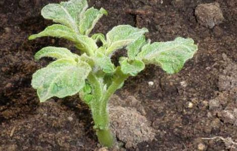 土豆种子价格及种植多久？