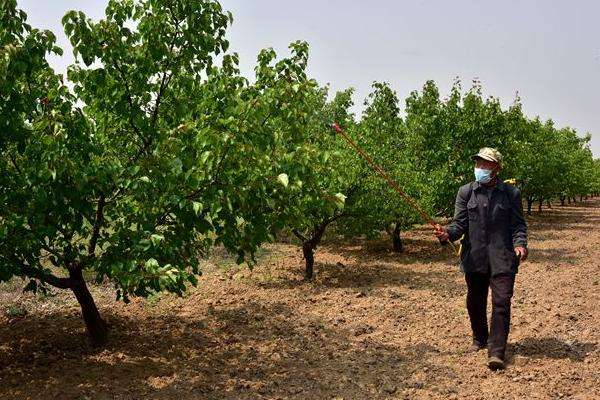 赤霉素用法与用量（含多种农作物） 超详细建议收藏