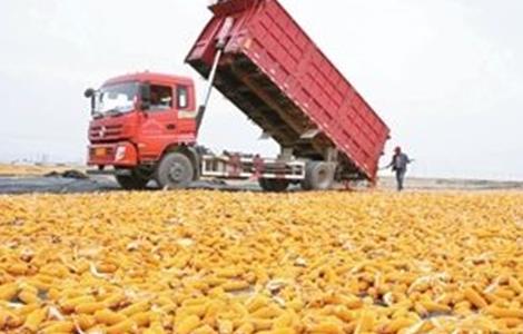 如何提高玉米的产量