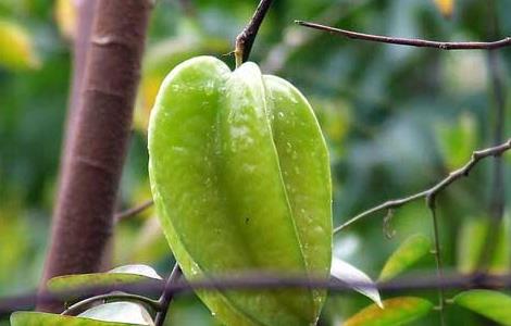 孕妇能吃杨桃吗？