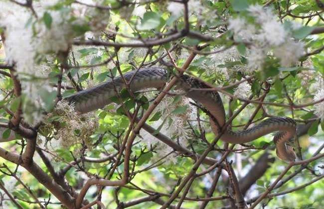 乌梢蛇会咬人吗？