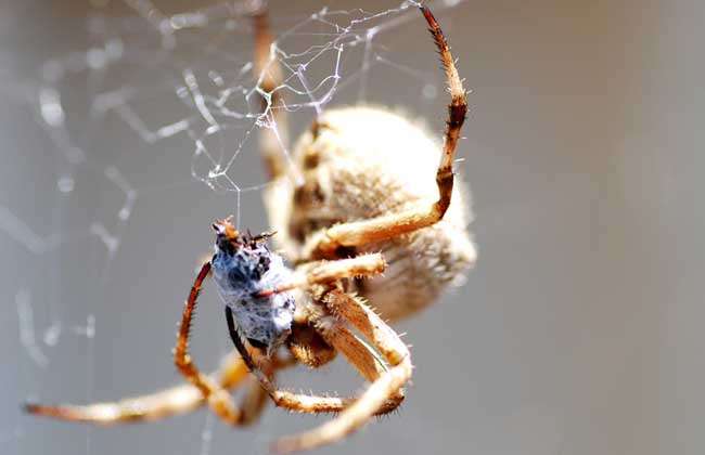 蜘蛛的生活习性