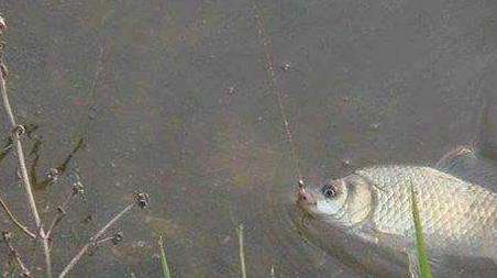 野钓是什么意思