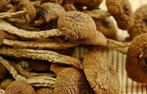 茶树菇不能和什么一起吃？