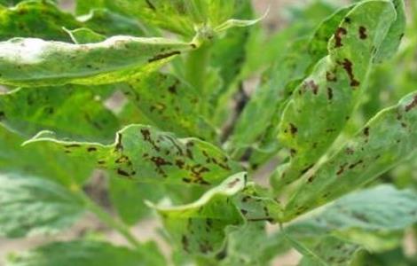 蚕豆病虫害的防治多久?