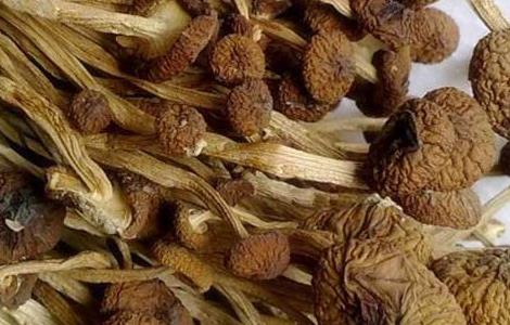 茶树菇不能和什么一起吃？