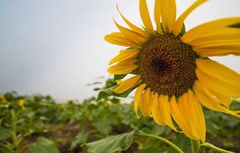 向日葵为什么向着太阳？