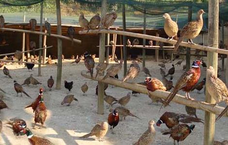 野鸡晚上在什么地方？