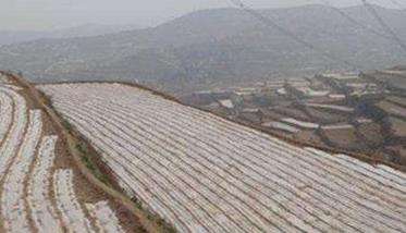 直播玉米的播种方式有哪些 各有什么特点？