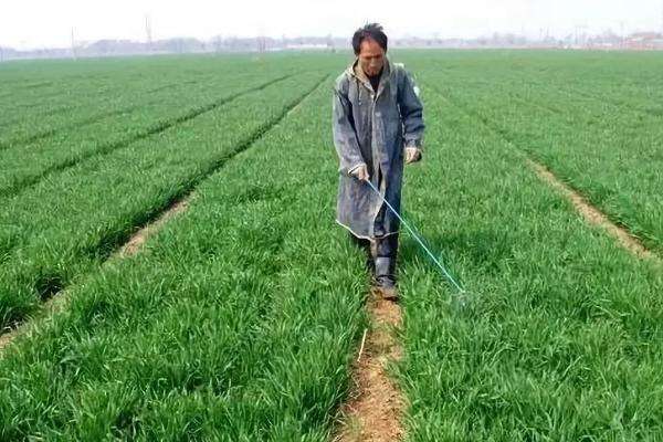 小麦田除草剂有哪些？优缺点分析