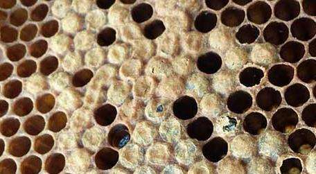 中蜂病虫害防治和用药多久？