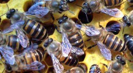 怎么引来蜜蜂自己养殖