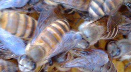 怎么引来蜜蜂自己养殖