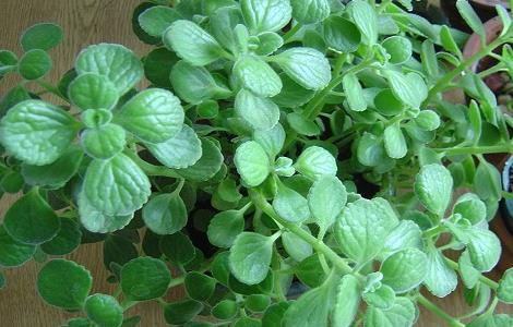 碰碰香的功效与作用