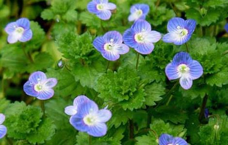 婆婆纳的功效与作用