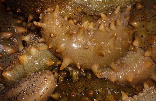 海参是什么动物?