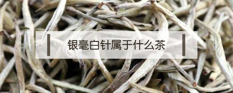 银毫白针属于什么茶