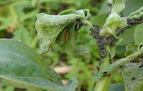 蚕豆病虫害的防治多久?