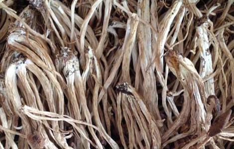 茶树菇不能和什么一起吃？