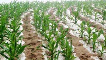 直播玉米的播种方式有哪些 各有什么特点？