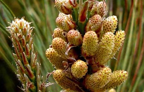 孕妇能吃松花粉吗？