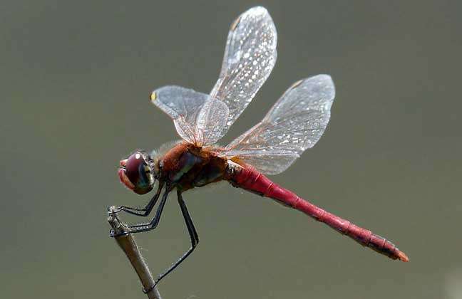 蜻蜓是益虫还是害虫？