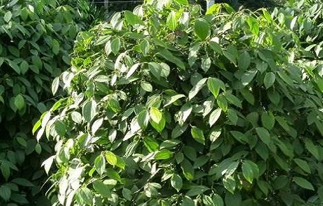 木薯种植的方法与时间