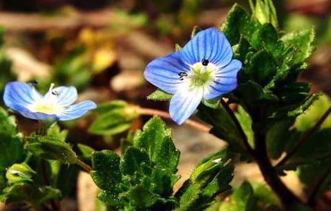 婆婆纳的功效与作用