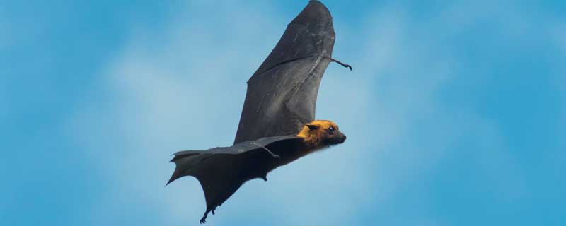 建筑上雕刻蝙蝠是什么寓意