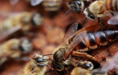 蜂王交尾失败的四大原因？