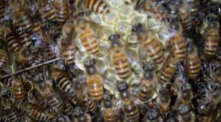 家里有蜜蜂窝怎么多久?