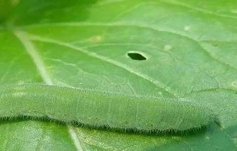 油菜的病虫害防治多久?