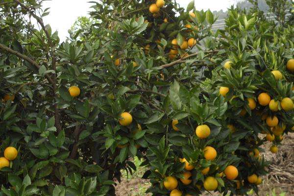 赤霉素用法与用量（含多种农作物） 超详细建议收藏