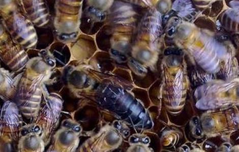 蜂王交尾失败的四大原因？