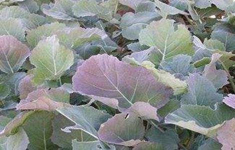 油菜缺硼症状及防治多久？