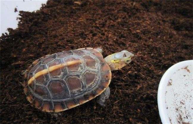 乌龟的饲养多久？