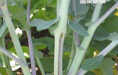 油菜缺硼症状及防治多久？