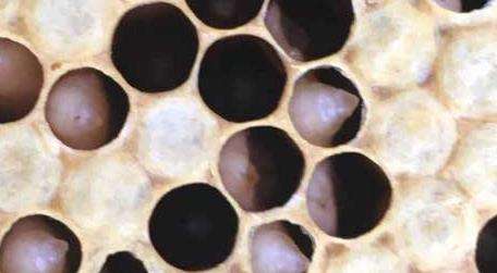 中蜂病虫害防治和用药多久？