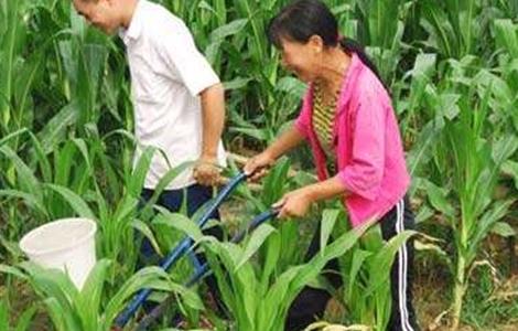 玉米的施肥要点