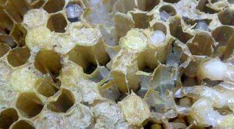 中蜂病虫害防治和用药多久？